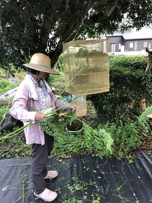 収穫したモリンガの枝から葉を取り外す作業